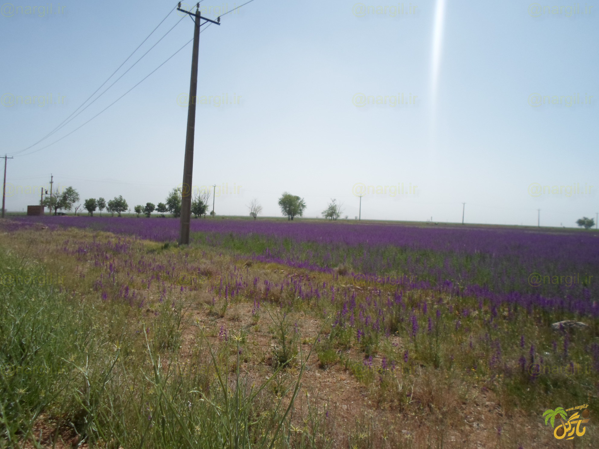 زبان در قفای شاهانه - گیاهان بومی ایران